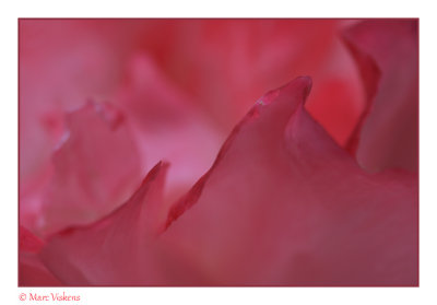 roos petals