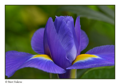 macro impressions iris