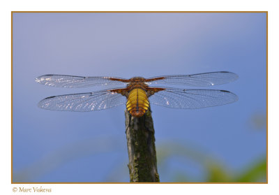 platbuik (libellula depressa)