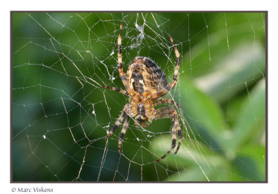 kruisspin - garden spider