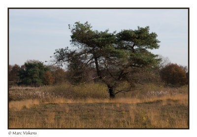 Herfst  Fall  Automne