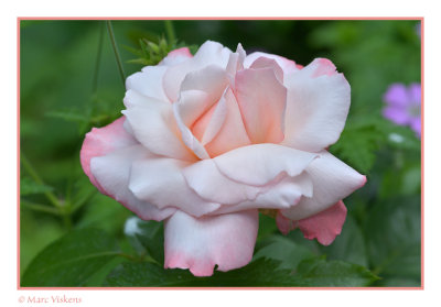 rose in our garden