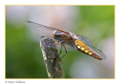 platbuik  libelle(libellula depressa)