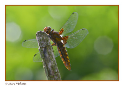 platbuik  libelle(libellula depressa)