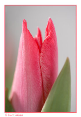 macro impressions tulips