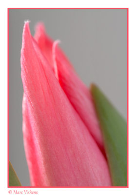 macro impressions tulip