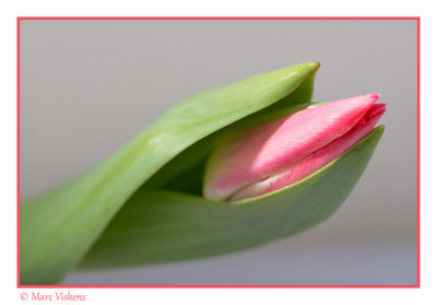 macro impressions 3 tulip