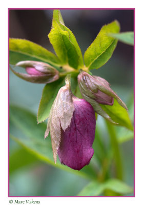 Helleborus Nieskruid