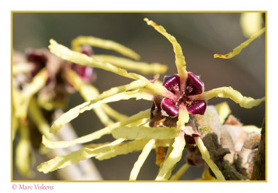 Hamamelis  Toverhazelaar