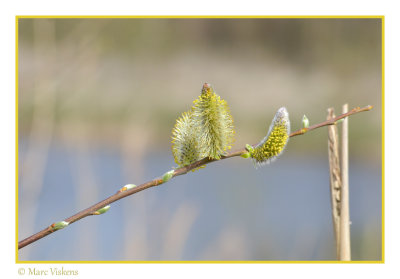 Flevoland Oostvaardersplassen