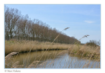 Oostvaardersplassen Flevoland