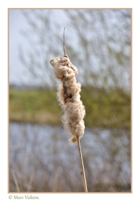 Oostvaardersplassen Flevoland