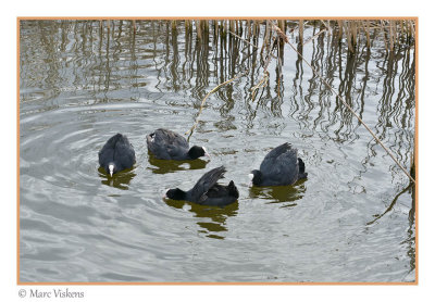 Oostvaardersplassen 