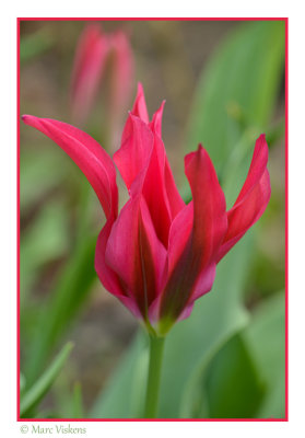 tulips in our garden