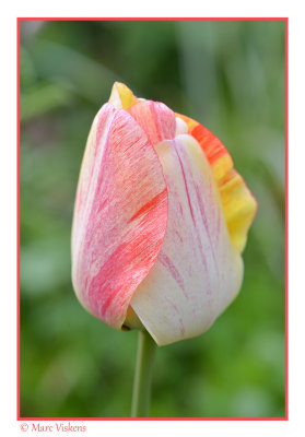 tulpen in onze tuin