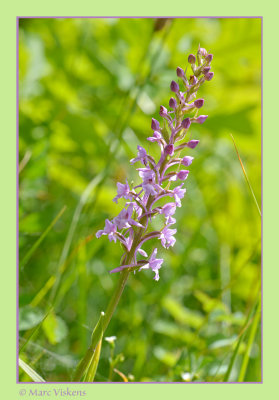 wild orchid: muggenorchis
