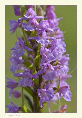 Viroinval grote muggenorchis
