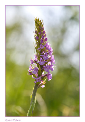 grote muggenorchis (wild orchid)