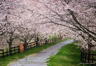 April- Cherry Trees Along the Lane