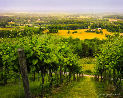 August- Walk Through the Vines,  Bluemont Vineyard