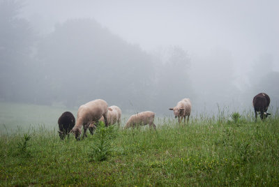 April- Spring Pasture in the Loudoun Valley