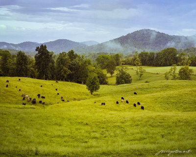 May, 2014-Morning in the Cobbler Mountains, Fauquier County