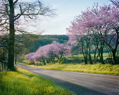 May 2015-Redbuds Along a Lane