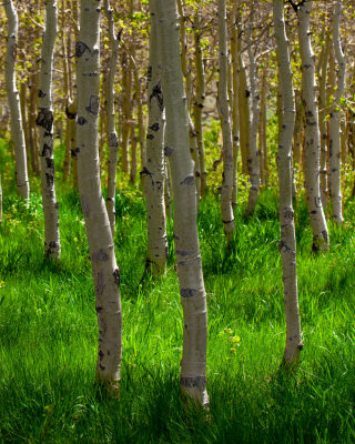 The young Aspens.