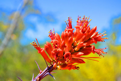 Ocotillo Flower.jpg
