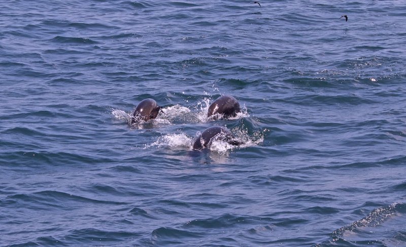 Trio of dolphins