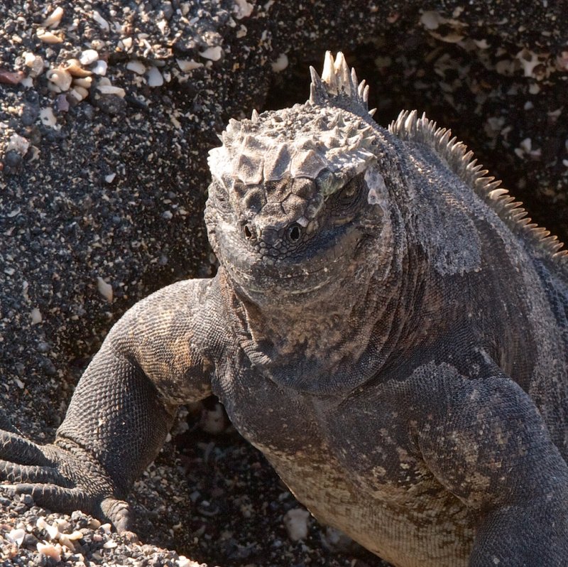 Female iguana at the entrance to her nest