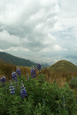 Lupins overlooking Quito