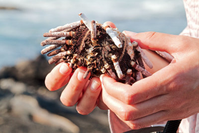 Sea-urchin in Maya's hands