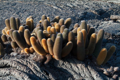 Cacti nestling in rope lava