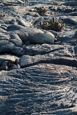 Lava and cacti