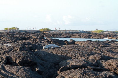  Iguana on the Rocks