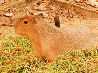 Capybara