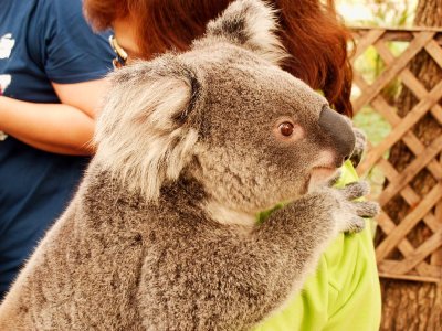 International koala