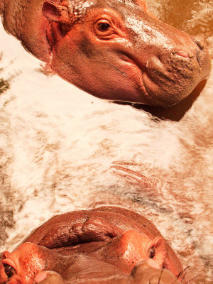 Two Pink-skinned hippos.