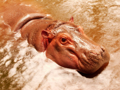 Pink-skinned hippopotamus