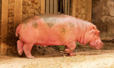 Pink hippopotamus