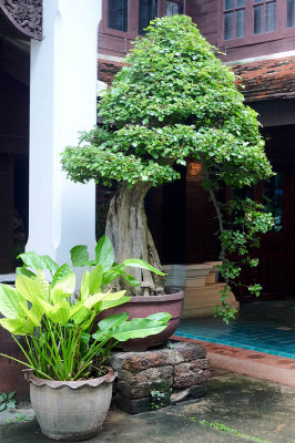 Bonsai