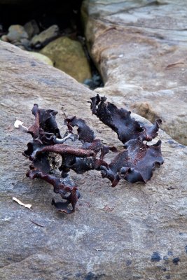 Piece of Bull-kelp dried on the rocks