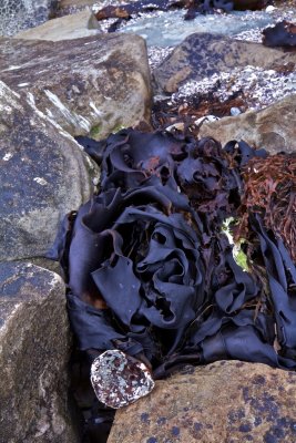 Dried bull-kelp