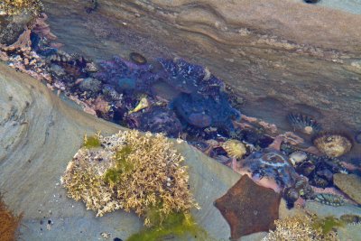 Star-fish, rock pool crevice