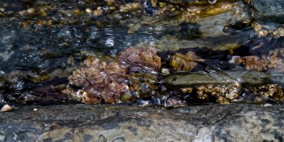 Rock pool, barnacles and swirling water.