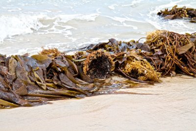 Bull Kelp