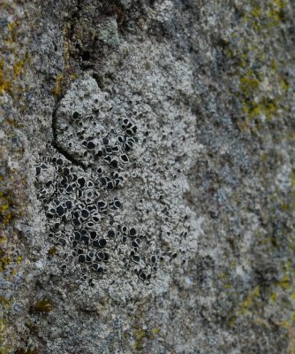 Lichen Close up.