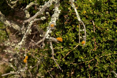 Branch lichen