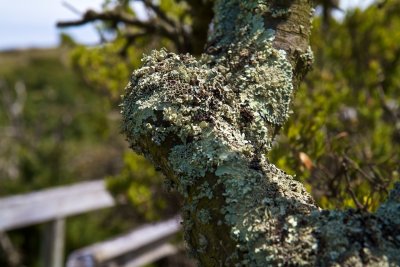 Lichen